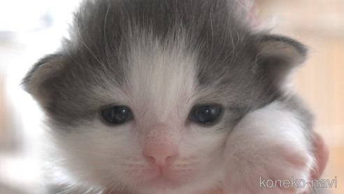 成約済の茨城県のノルウェージャンフォレストキャット-79743