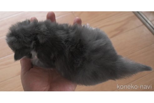 成約済の茨城県のノルウェージャンフォレストキャット-79744の3枚目