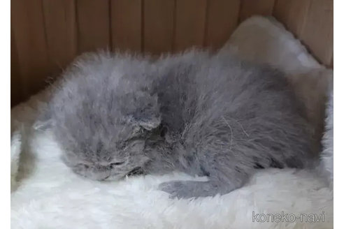 成約済の愛知県のセルカークレックス-79747の5枚目