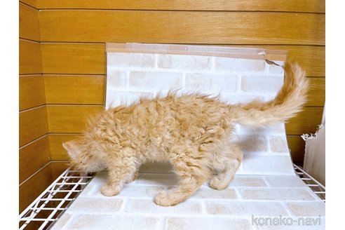 成約済の東京都のスクーカム-76114の6枚目