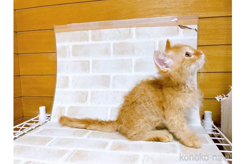 成約済の東京都のスクーカム-76112の23枚目