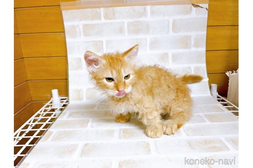 成約済の東京都のスクーカム-76112の22枚目