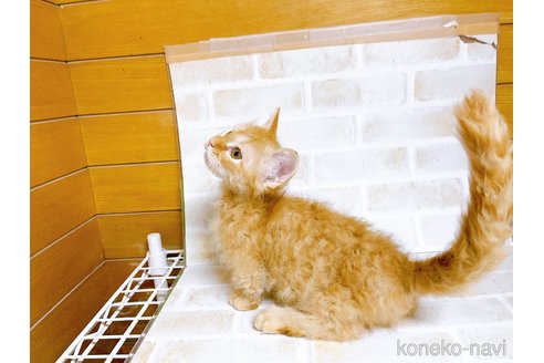 成約済の東京都のスクーカム-76112の21枚目