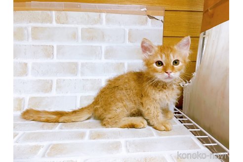 成約済の東京都のスクーカム-76112の19枚目