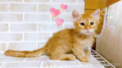 成約済の東京都のスクーカム-76112の18枚目