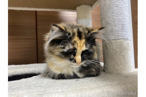 成約済の千葉県のサイベリアン-72550の8枚目