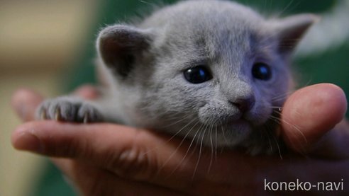 成約済の神奈川県のロシアンブルー-79783の3枚目