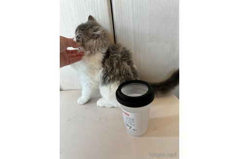 成約済の千葉県のマンチカン-78805の2枚目