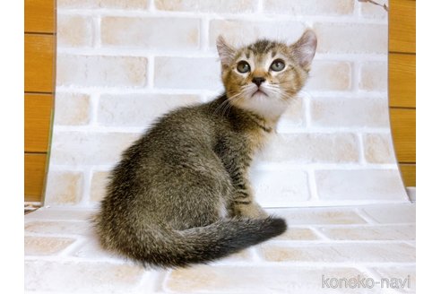 成約済の東京都のアメリカンカール-78348の3枚目