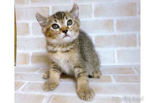 成約済の東京都のアメリカンカール-78348の4枚目