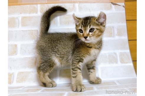 成約済の東京都のアメリカンカール-78348の5枚目