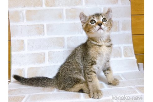 成約済の東京都のアメリカンカール-78348の6枚目