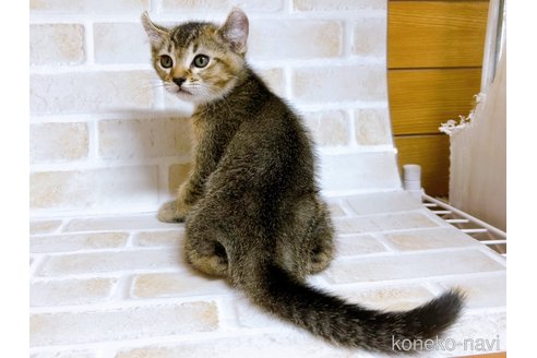 成約済の東京都のアメリカンカール-78348の7枚目