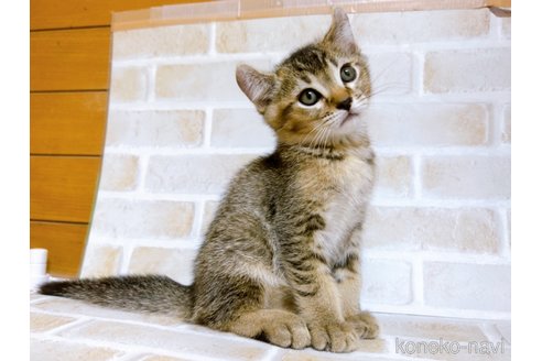 成約済の東京都のアメリカンカール-78348の2枚目