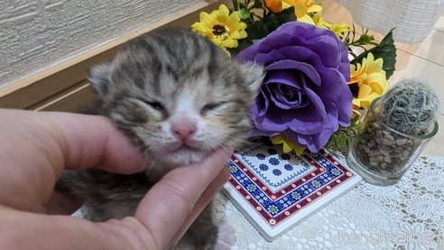 販売中の広島県のその他の猫種-79154の11枚目