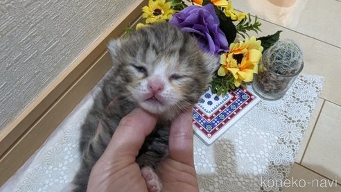成約済の広島県のその他の猫種-79154の110枚目