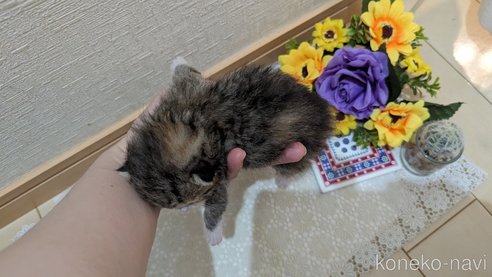 成約済の広島県のその他の猫種-79154の106枚目