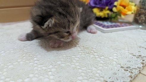 成約済の広島県のその他の猫種-79154の107枚目