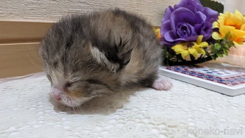 成約済の広島県のその他の猫種-79154の108枚目