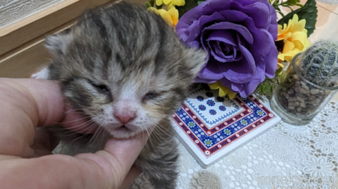 成約済の広島県のその他の猫種-79154の105枚目