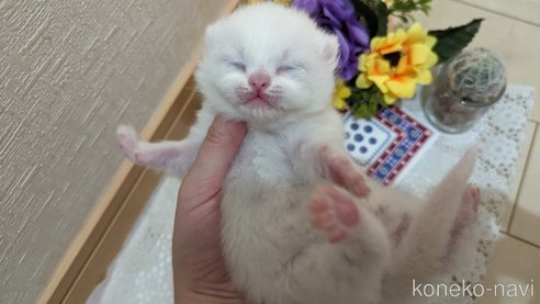 販売中の広島県のその他の猫種-79155の37枚目