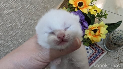 販売中の広島県のその他の猫種-79155の34枚目