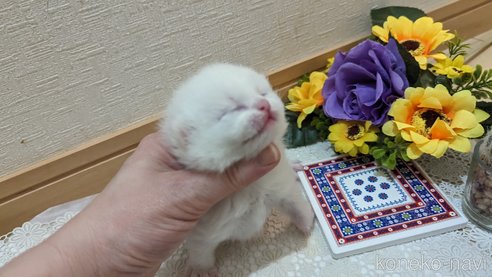 販売中の広島県のその他の猫種-79155の35枚目