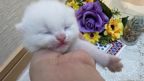 成約済の広島県のその他の猫種-79155の106枚目