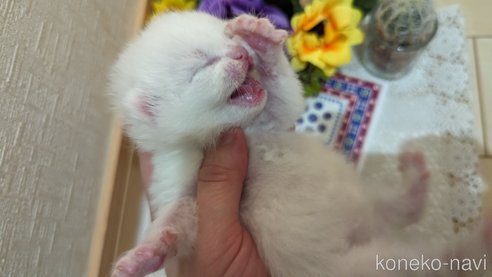 成約済の広島県のその他の猫種-79155の107枚目