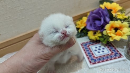販売中の広島県のその他の猫種-79155の33枚目