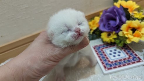 販売中の広島県のその他の猫種-79155の29枚目