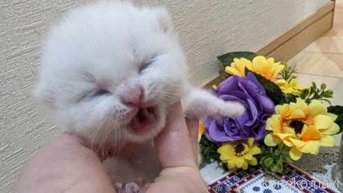 成約済の広島県のその他の猫種-79155の105枚目