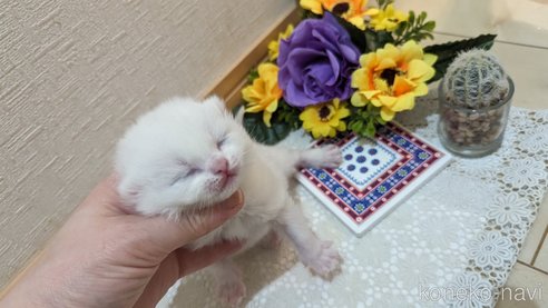 販売中の広島県のその他の猫種-79155の28枚目