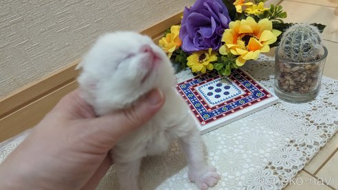 成約済の広島県のその他の猫種-79155の101枚目