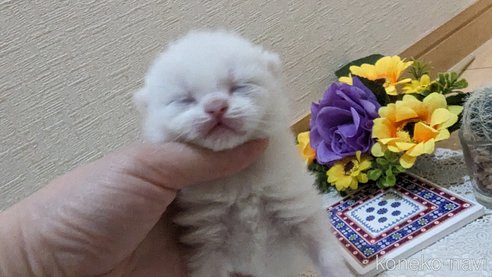 成約済の広島県のその他の猫種-79155の102枚目