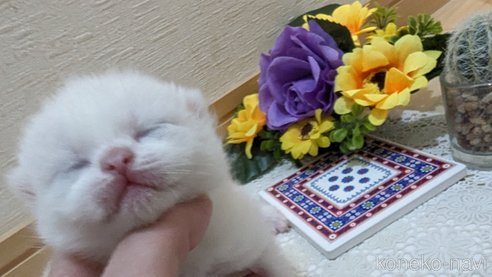 販売中の広島県のその他の猫種-79155の25枚目