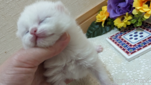 成約済の広島県のその他の猫種-79155の99枚目