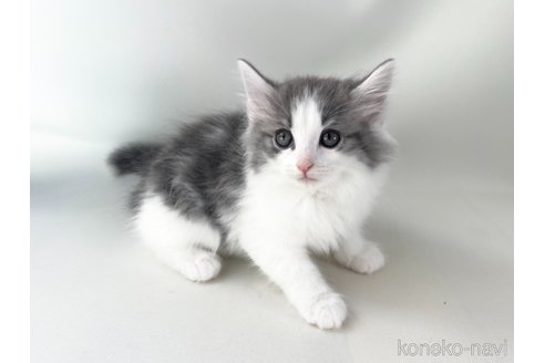 成約済の福岡県のノルウェージャンフォレストキャット-79851の4枚目