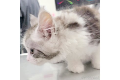 成約済の岡山県のメインクーン-76647の5枚目