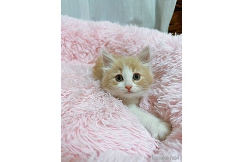 成約済の岡山県のノルウェージャンフォレストキャット-79858の3枚目