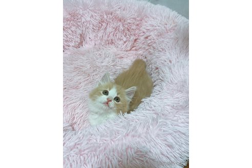 成約済の岡山県のノルウェージャンフォレストキャット-79858の6枚目