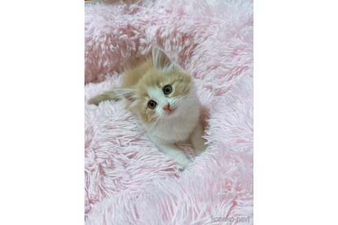 成約済の岡山県のノルウェージャンフォレストキャット-79858の1枚目