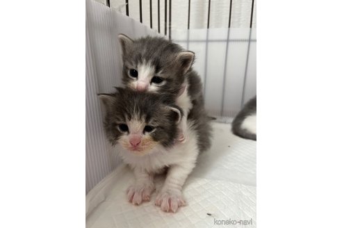 成約済の北海道のその他の猫種-79862の3枚目