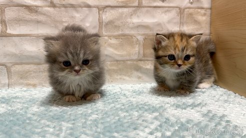 成約済の愛知県のマンチカン(短足)-78988の5枚目