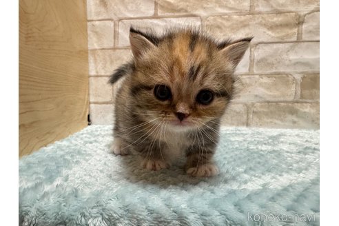 成約済の愛知県のマンチカン(短足)-78988の4枚目