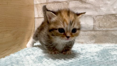 成約済の愛知県のマンチカン(短足)-78988の3枚目