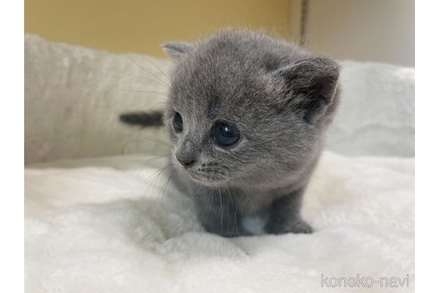 成約済の埼玉県のブリティッシュショートヘア-79967の7枚目