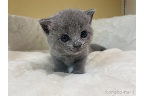 成約済の埼玉県のブリティッシュショートヘア-79967の8枚目