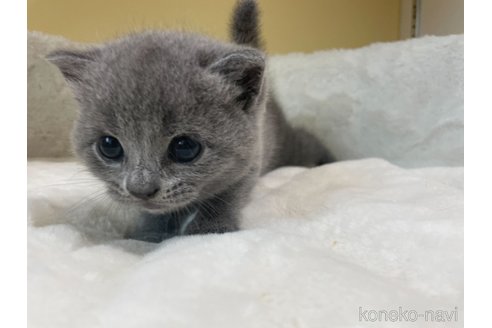 成約済の埼玉県のブリティッシュショートヘア-79967の3枚目