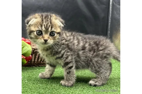 成約済の兵庫県のスコティッシュフォールド(折れ耳)-79995の4枚目